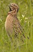 Common Quail