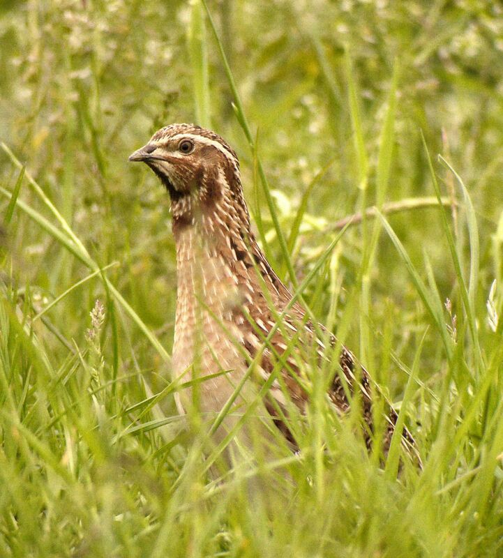 Caille des blés mâle adulte nuptial, identification