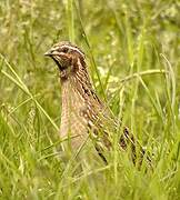 Common Quail