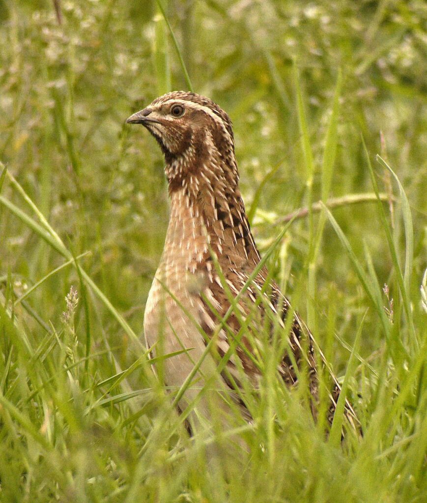 Common Quail male adult breeding