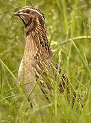 Common Quail