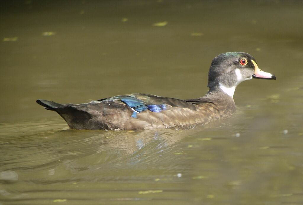 Wood Duckadult post breeding, identification