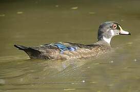 Wood Duck