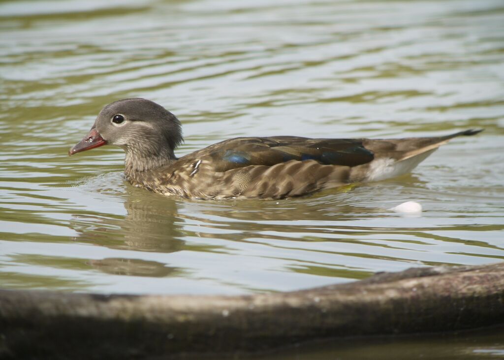 Canard carolin femelle adulte, identification