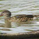 Canard carolin