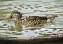 Canard carolin