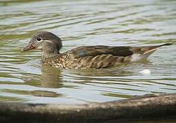 Wood Duck