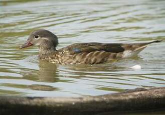 Canard carolin