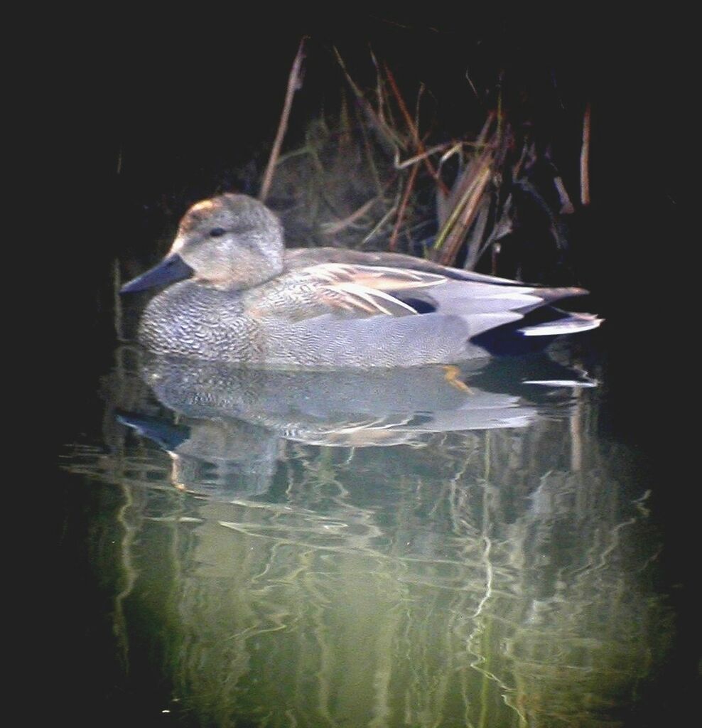 Canard chipeau