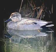 Canard chipeau