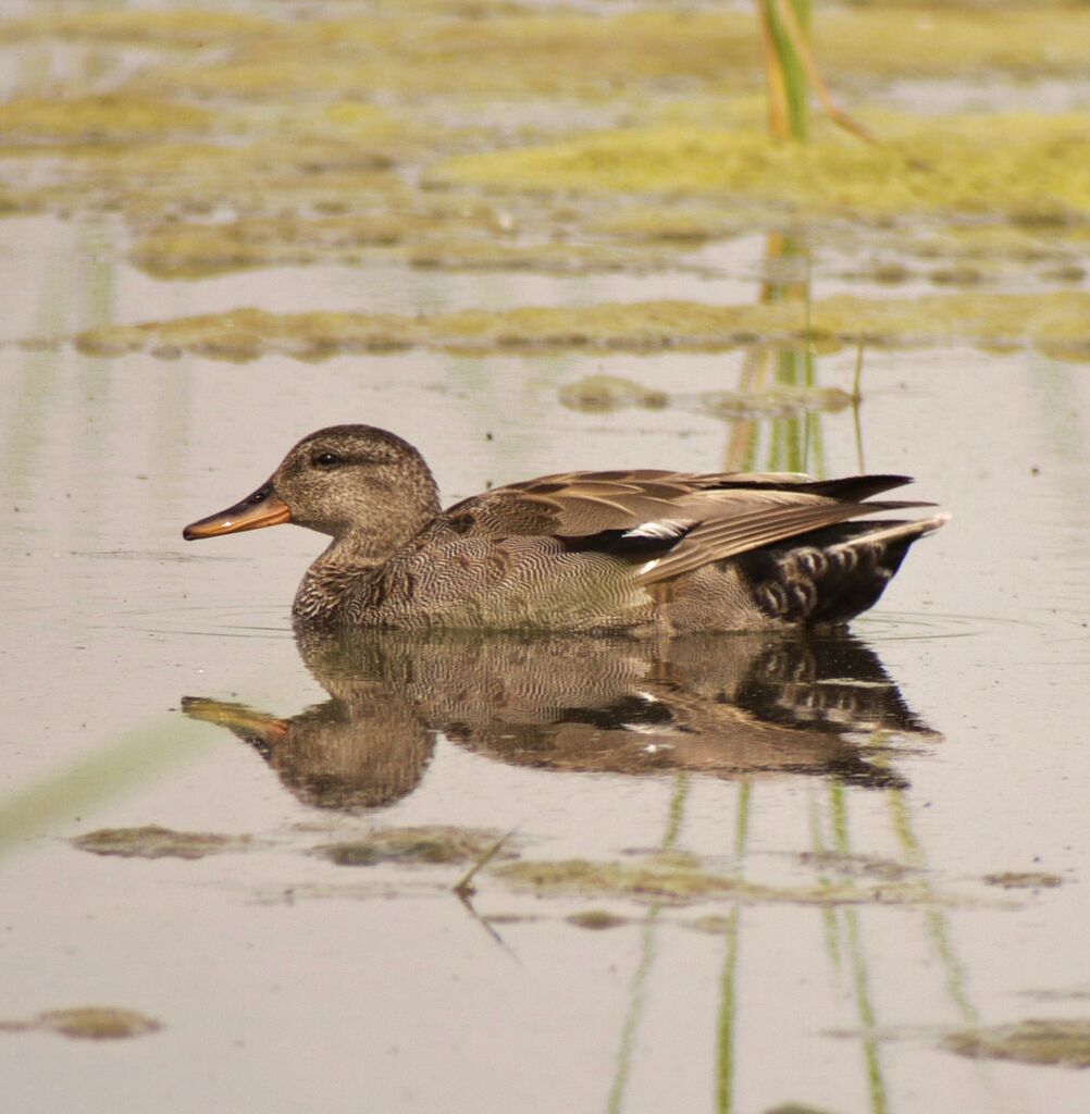 Canard chipeauadulte, identification