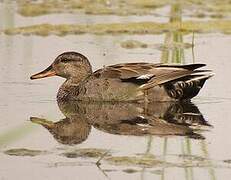 Canard chipeau