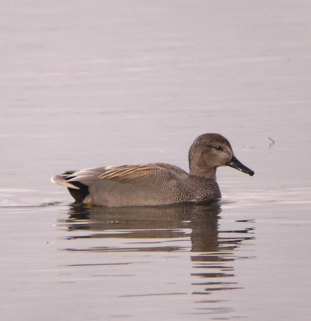 Gadwall male, identification