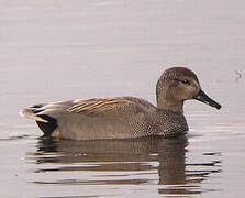 Gadwall