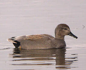 Canard chipeau