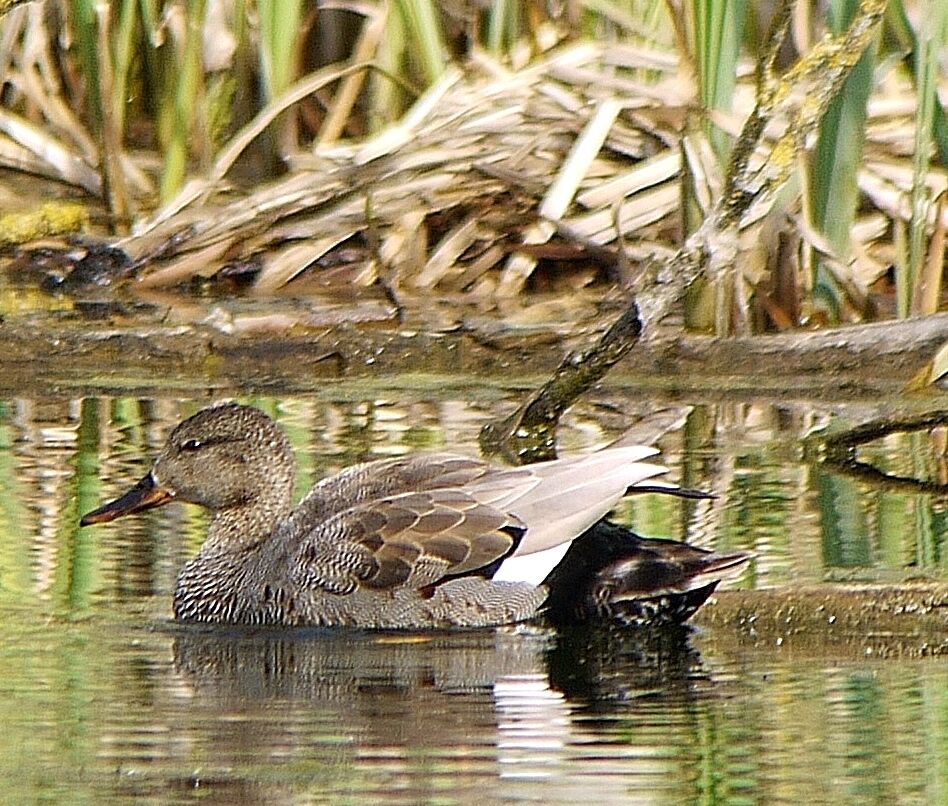 Gadwall male, identification