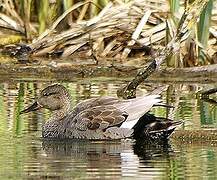 Canard chipeau