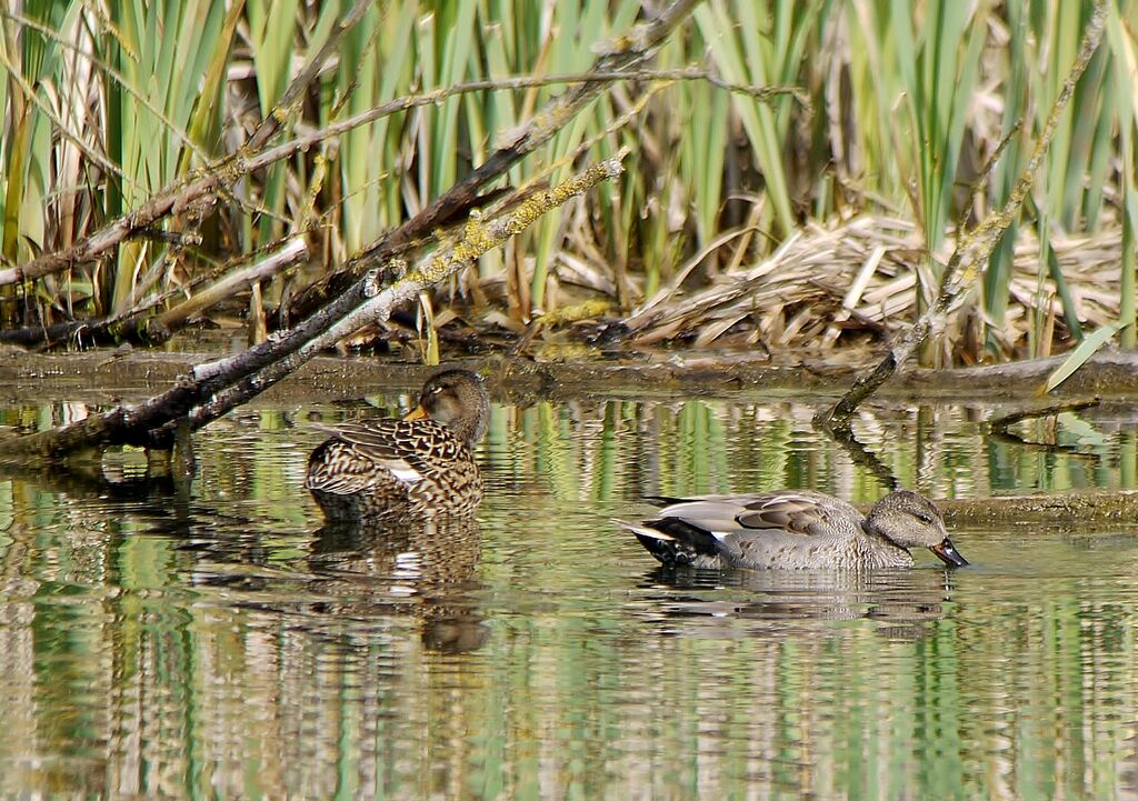 Canard chipeauadulte nuptial