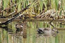 Canard chipeau