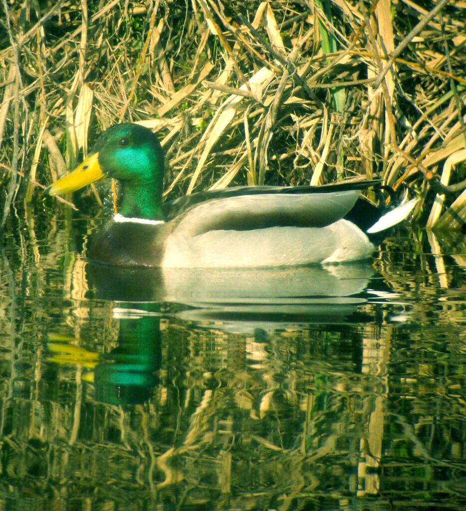 Canard colvert mâle adulte nuptial, identification