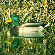 Canard colvert