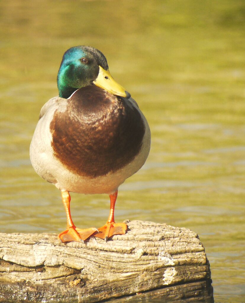 Mallard male adult breeding, identification