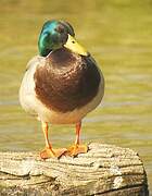 Canard colvert