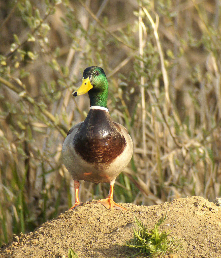 Canard colvert mâle adulte nuptial, identification