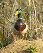 Canard colvert