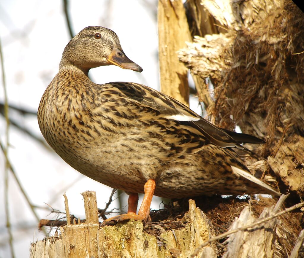 Canard colvert femelle adulte nuptial, identification