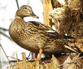 Canard colvert