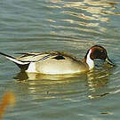 Canard pilet