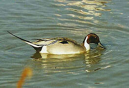 Northern Pintail