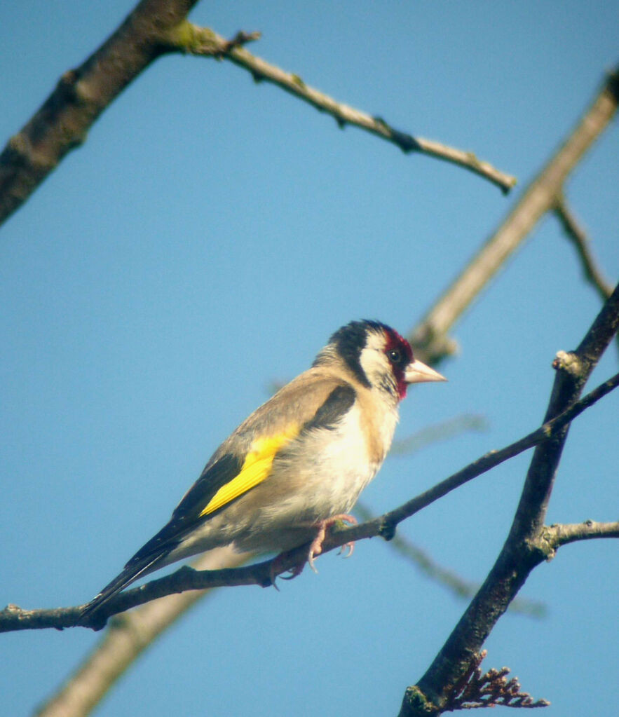 Chardonneret élégant