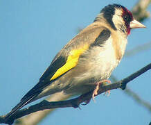 European Goldfinch