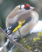 Chardonneret élégant