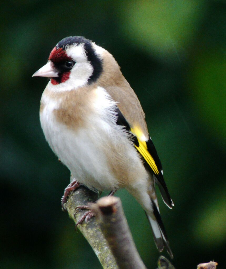 European Goldfinch male adult breeding, identification