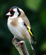 European Goldfinch