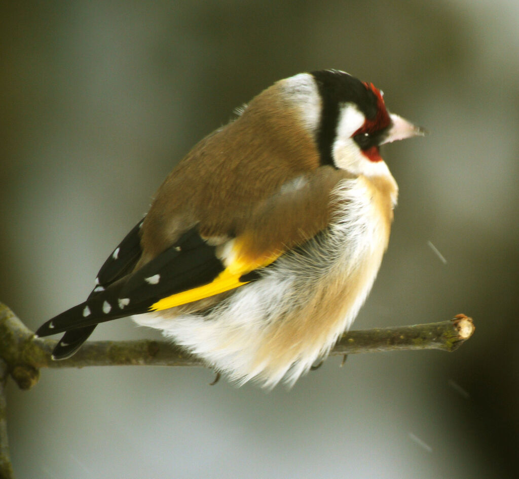 European Goldfinch, identification