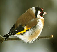 European Goldfinch