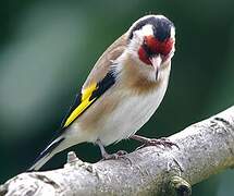 European Goldfinch