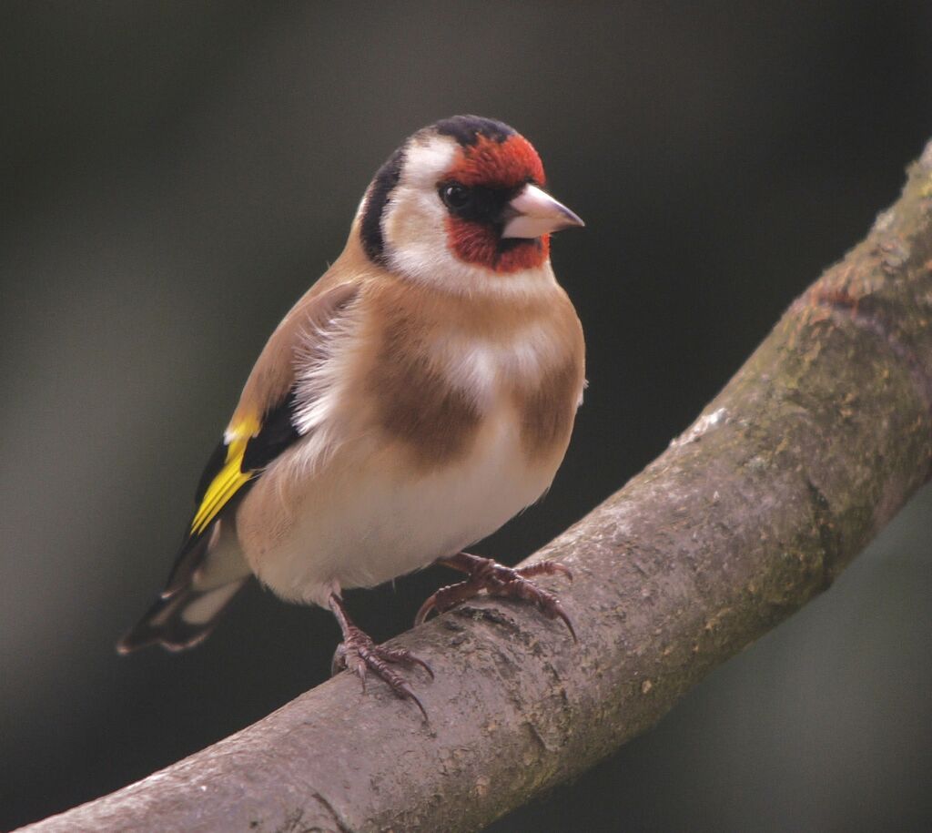 European Goldfinch male adult post breeding, identification