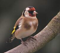 European Goldfinch