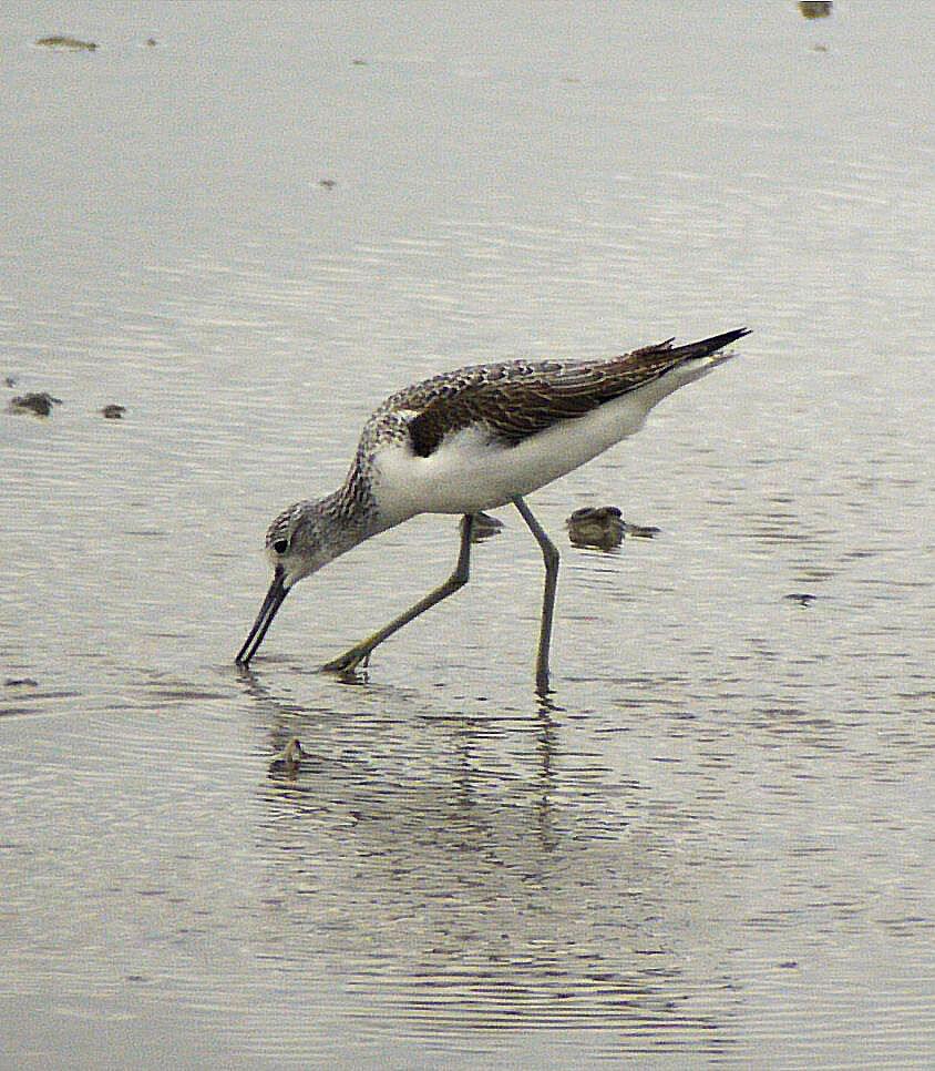 Common Greenshank, identification