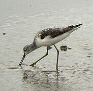 Common Greenshank