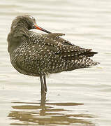 Spotted Redshank