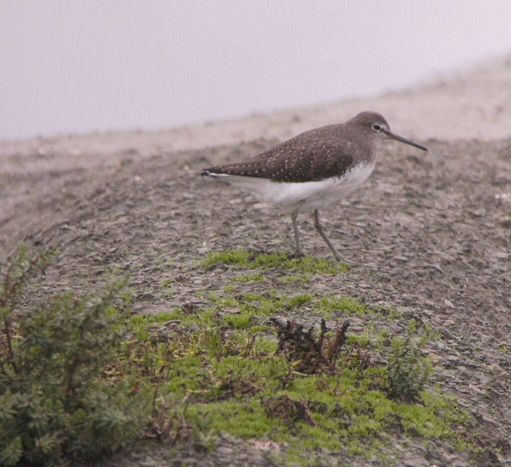 Green Sandpiperadult post breeding, identification