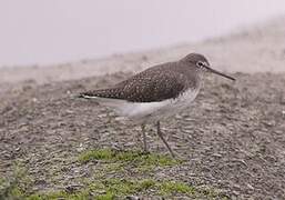 Green Sandpiper