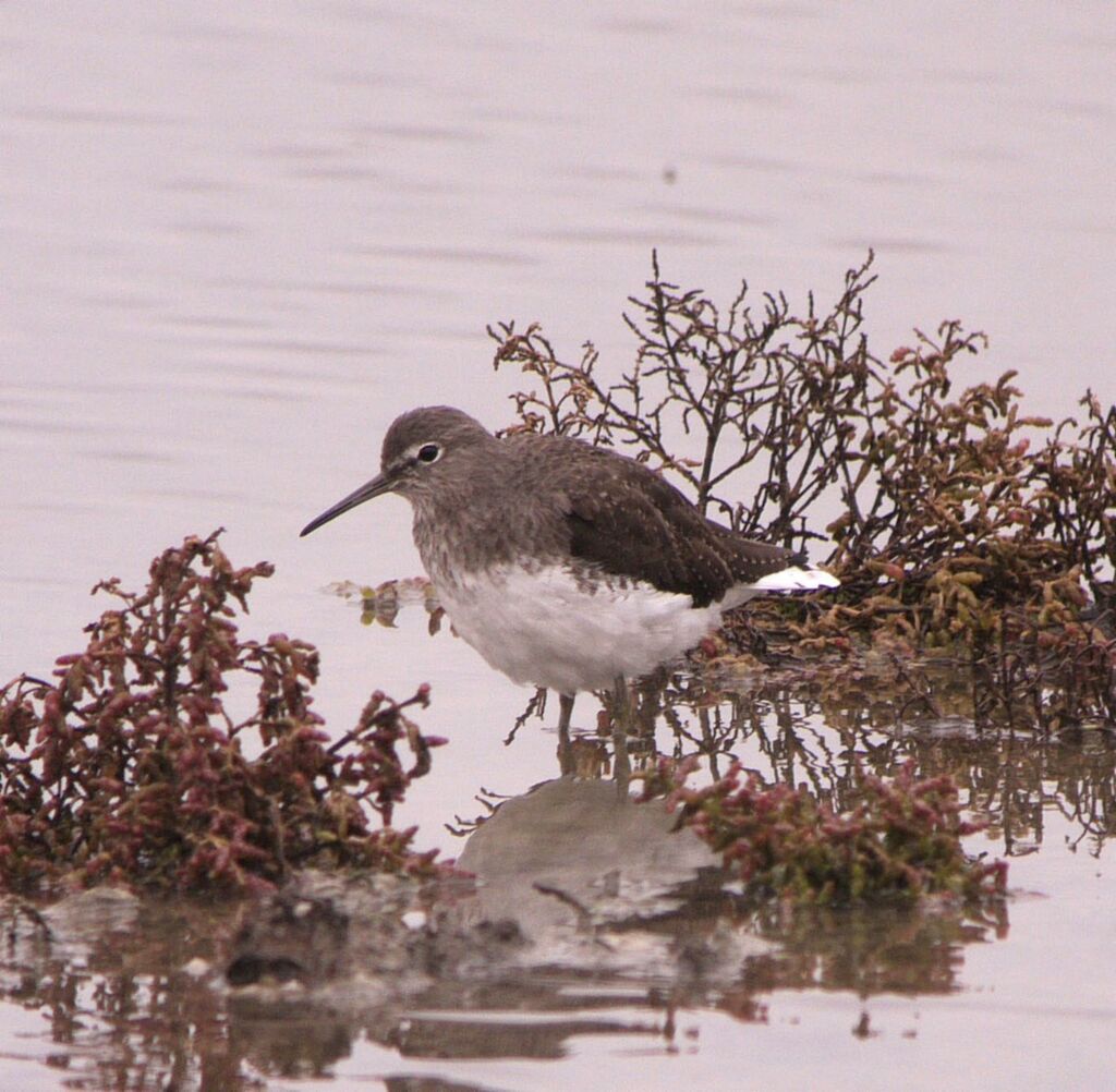 Green Sandpiperadult post breeding, identification