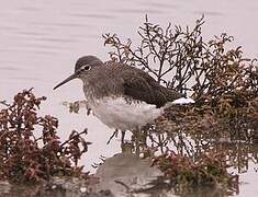 Green Sandpiper